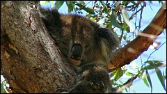Yanchep Koala